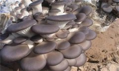 冬栽平菇如何采用簡(jiǎn)易生物能保溫法？