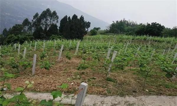在河灘地、山地、鹽堿地和黏土地上建葡萄園