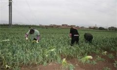 大蒜蒜薹采收方法，蒜薹采后如何處理？