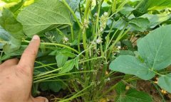 如何實現(xiàn)大豆的增花保莢 主要技術(shù)措施有哪些？
