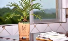 美麗針葵風(fēng)水作用 如何栽培和養(yǎng)護(hù)美麗針葵？