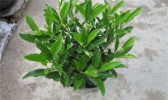 非洲茉莉怎么插枝 如何栽培和養(yǎng)護(hù)非洲茉莉？