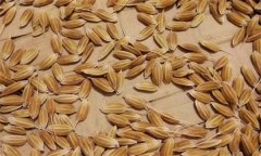 常規(guī)稻能自己留種嗎？它與無公害水稻有何不同