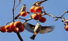 鳥害如何預防？鳥害防治的主要手段和方法