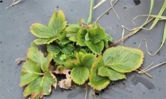 怎樣防治草莓病毒??？