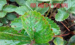 怎樣防治草莓葉斑?。ㄉ哐鄄。? /></a>
            <a href=