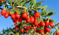 枸杞灌水的時(shí)間、方法與灌水量問題