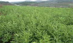 黃芪種子幾月播種？黃芪種子的特性簡介