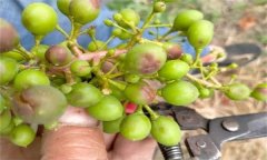 如何防治葡萄細(xì)菌性穿孔??？