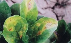 菠菜炭疽病的危害癥狀有哪些？如何防治？
