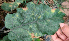 茄子細菌性褐斑病怎樣防治？用什么藥防治？