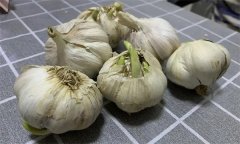 大蒜萌發(fā)期、幼苗期、鱗莖期、休眠期生育特點(diǎn)