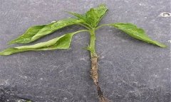 蔬菜苗期立枯病有哪些癥狀？用什么藥最好？