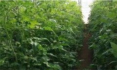 番茄定植前已施大量底肥，花前還追不追肥？