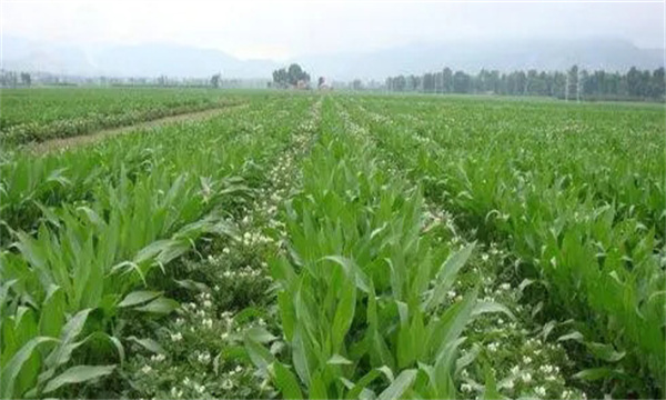 大蒜、玉米套種栽培技術(shù)要點(diǎn)