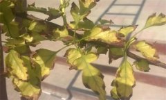 山楂缺鐵的癥狀、產(chǎn)生因素與補(bǔ)救措施