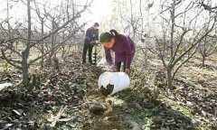 果樹(shù)配方施肥應(yīng)注意哪些問(wèn)題？