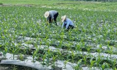 什么叫復(fù)種 復(fù)種的作用、類型、必要條件與方式