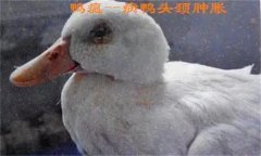 鴨瘟癥狀表現(xiàn)主要有哪些，鴨瘟如何預(yù)防與防控