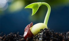 種子萌發(fā)需要哪三個(gè)外界要素條件？