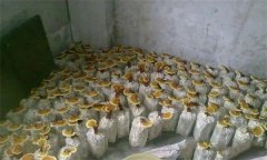 什么是靈芝瓶栽法？瓶栽靈芝怎樣進行管理？