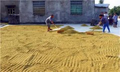水稻種植前為什么要曬種、選種、浸種和催芽