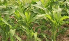 玉米田除草劑哪種最好？