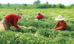 菊花的采收時(shí)間、采收方法與加工與貯藏問題