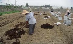 鹽堿土施肥應注意什么？鹽堿地施肥注意事項