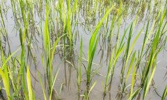 水稻生產(chǎn)中如何識別、預(yù)防與防治2，4-d藥害