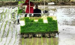 雙季稻機(jī)插秧基本苗數(shù)與水分、施肥和化控管理