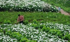白勺田間管理方法與主要內(nèi)容有哪些？