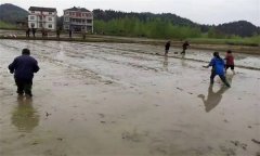 優(yōu)質(zhì)水稻直播對整地的要求有哪些？