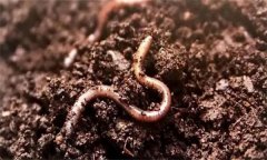 土壤生物包括哪三類？土壤生物的種類及作用