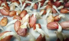 花生發(fā)芽不能吃嗎？吃花生芽有什么好處？