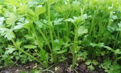 芹菜有哪些種類？芹菜真的越吃越瘦嗎？
