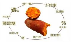 紅薯的營養(yǎng)特點(diǎn) 紅薯的輔助功能知多少？