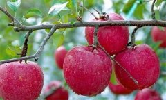 蘋果有何營(yíng)養(yǎng)價(jià)值？