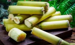 如何選購、儲存甘蔗？食用甘蔗應注意事項