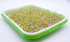 培育豌豆芽苗菜的水為什么會(huì)變綠？