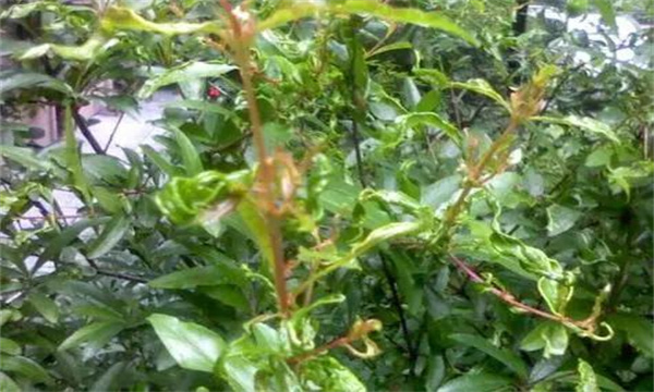 盆栽石榴葉子變小、皺縮
