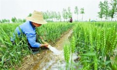 小麥后期管理技術(shù)措施有哪些？