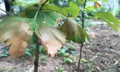銀杏葉斑病的發(fā)病癥狀、發(fā)病規(guī)律與防治方法