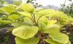 獼猴桃葉子發(fā)黃怎么辦？