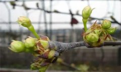 梨樹(shù)的需肥規(guī)律是什么？