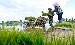機(jī)插秧起秧、運(yùn)秧、添秧的要求 怎樣防止漂秧？