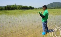 水稻出苗后怎樣管水 如何使用壯秧劑、多效唑等