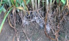 怎樣防治韭菜白絹病？