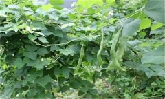 蕓豆的需肥特點(diǎn) 蕓豆施肥需要注意哪些問題？