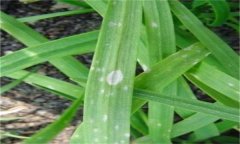 韭菜灰霉病的表現(xiàn)癥狀、發(fā)病規(guī)律與防治方法